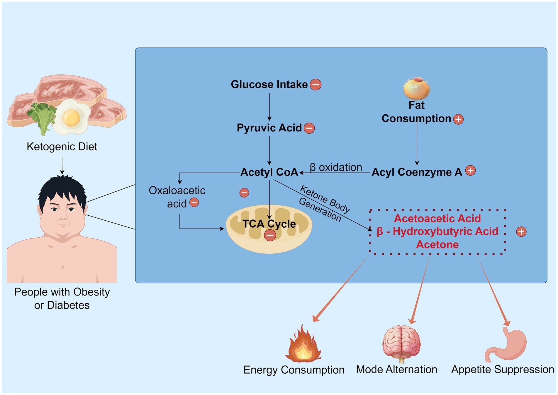 The overview of the KD’s mechanism. Under normal metabolic conditions, glucose serves as the primary energy substrate and is metabolized into pyruvate. This pyruvate is then converted to acetyl CoA, generating oxaloacetate, which enters the TCA cycle to produce ATP. However, under ketogenic dietary states, the synthesis of oxaloacetate is restricted, impeding the normal progression of the TCA cycle. Consequently, a substantial consumption of fat occurs, with processes such as fatty acid activation and β-oxidation generating acetyl-CoA, which promotes the production of ketone bodies. Subsequently, this ketogenesis process yields energy and inhibits appetite, while also shifting the brain to a “fat-fueled” energy mode.