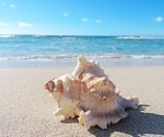 Conch shell blowing lowers apnea events during REM sleep
