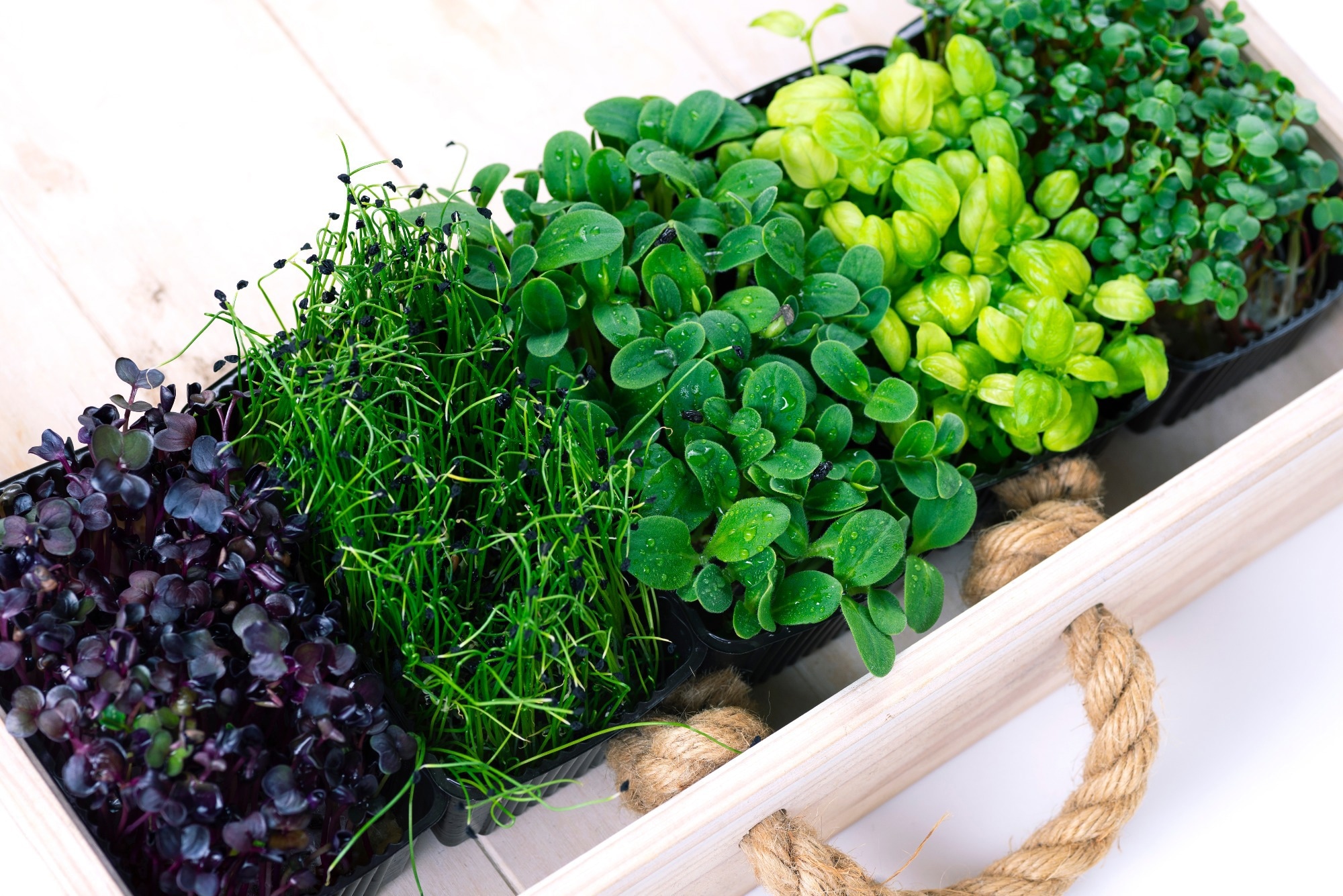 Mixed micro greens in growing trays