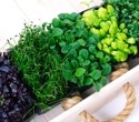 Can cereal microgreens become the next sustainable superfood?