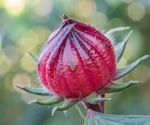 Can roselle help fight inflammation? New review suggests strong potential