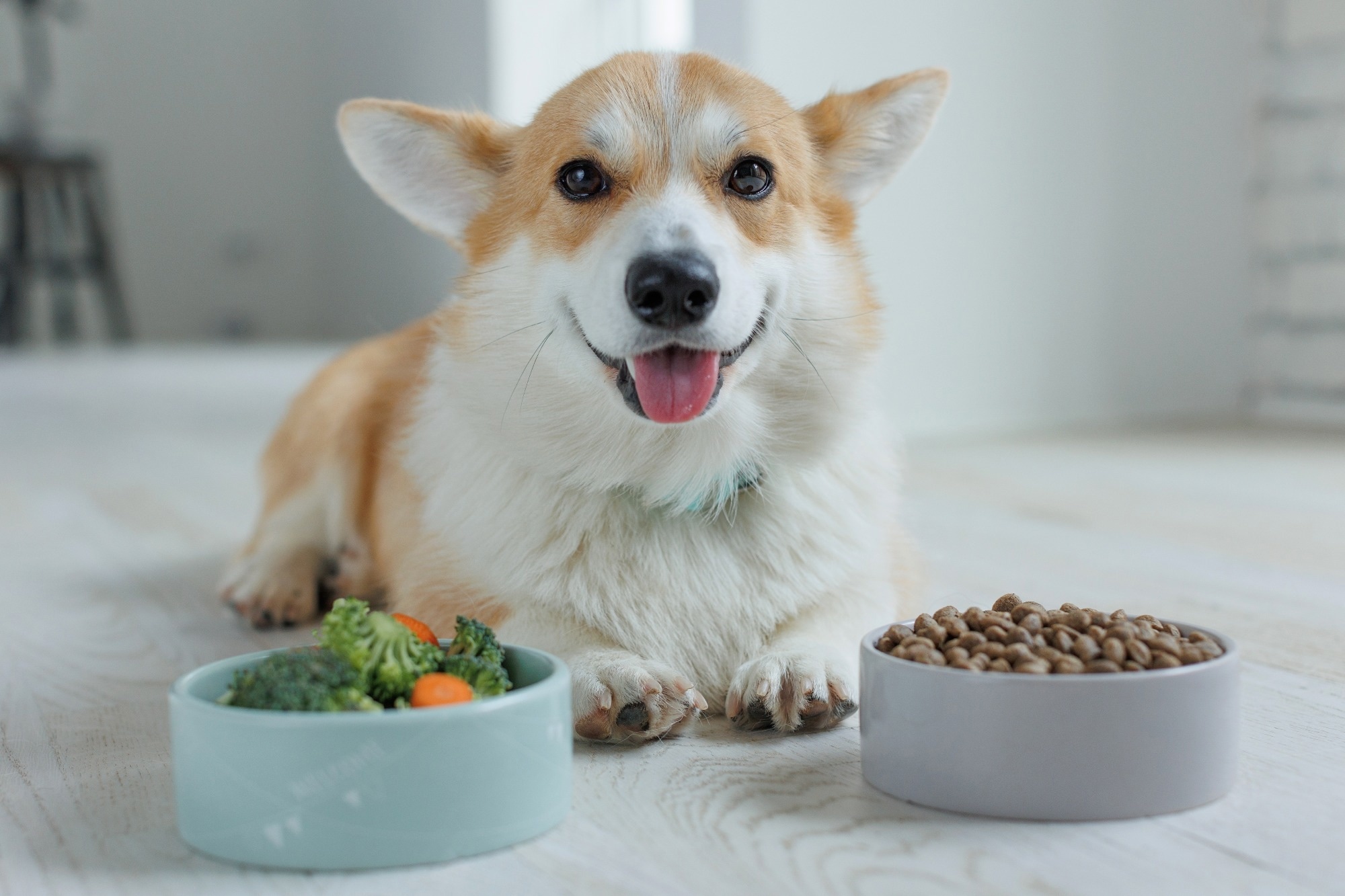 Beautiful corgi eats food.