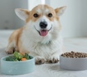 Plant-based dog food cuts environmental impact by over 90% vs. red meat