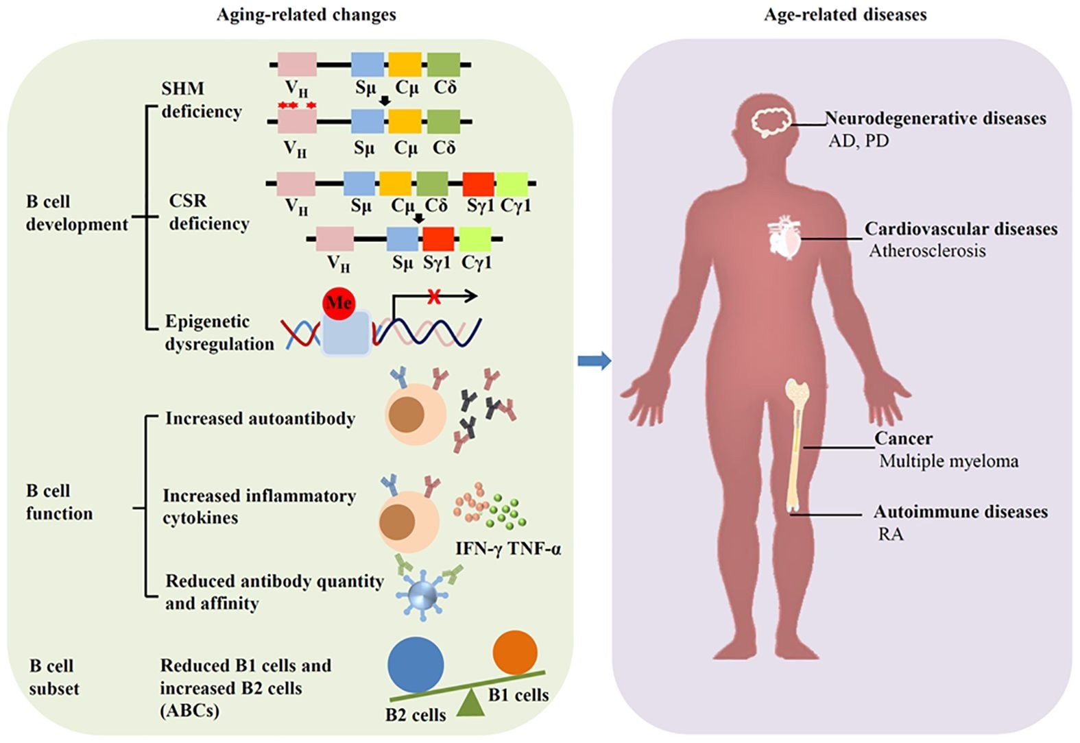 ging affects B cells and induces diseases. Aging can alter the development, function and subset of B cells, leading to age-related diseases such as neurodegenerative diseases, cardiovascular diseases, autoimmune diseases, and cancer.
