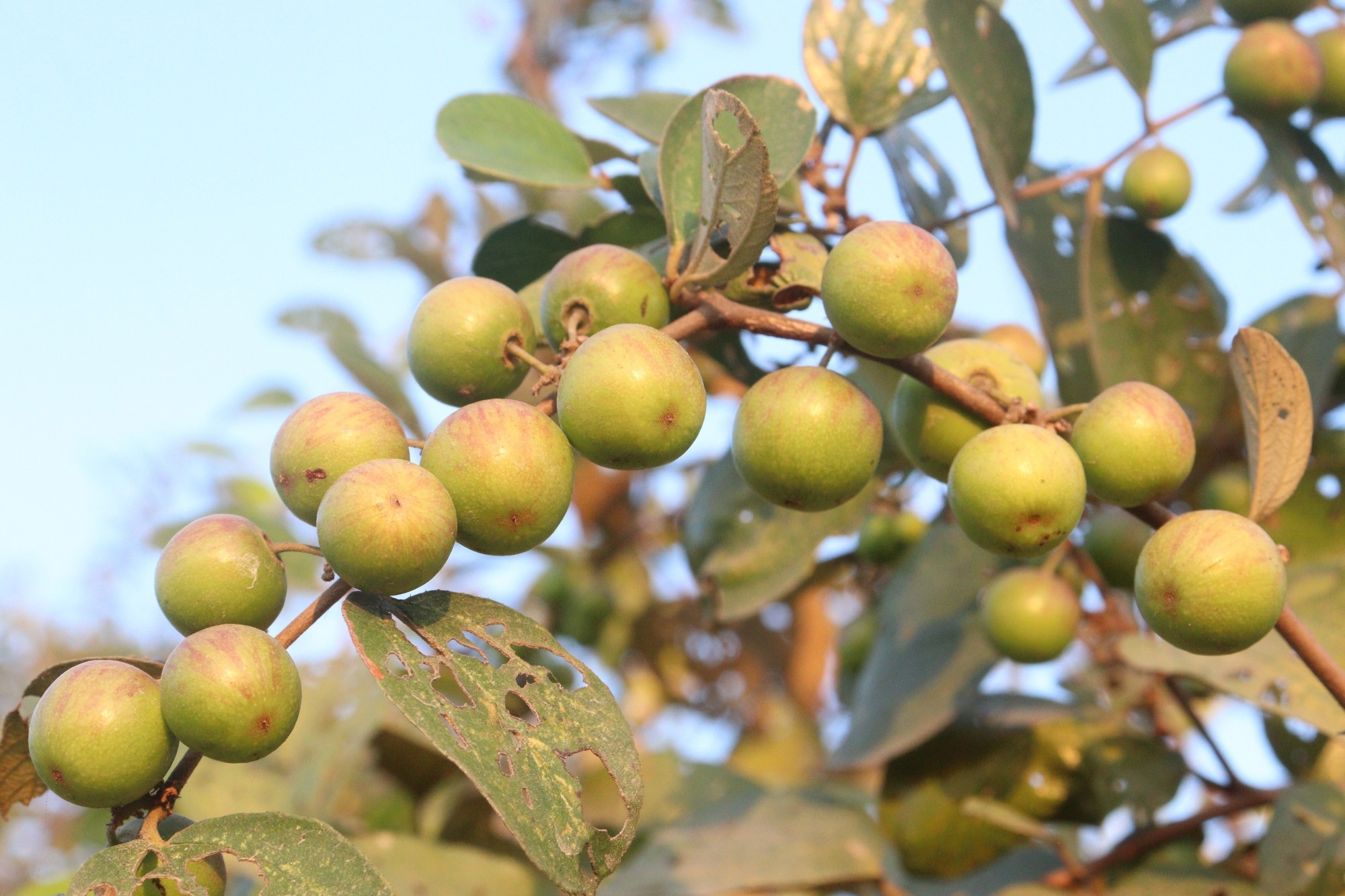 Study: Exploring the antimicrobial potential from various parts of Ziziphus mauritiana Lam.Image Credit: CMYK MAKER / Shutterstock
