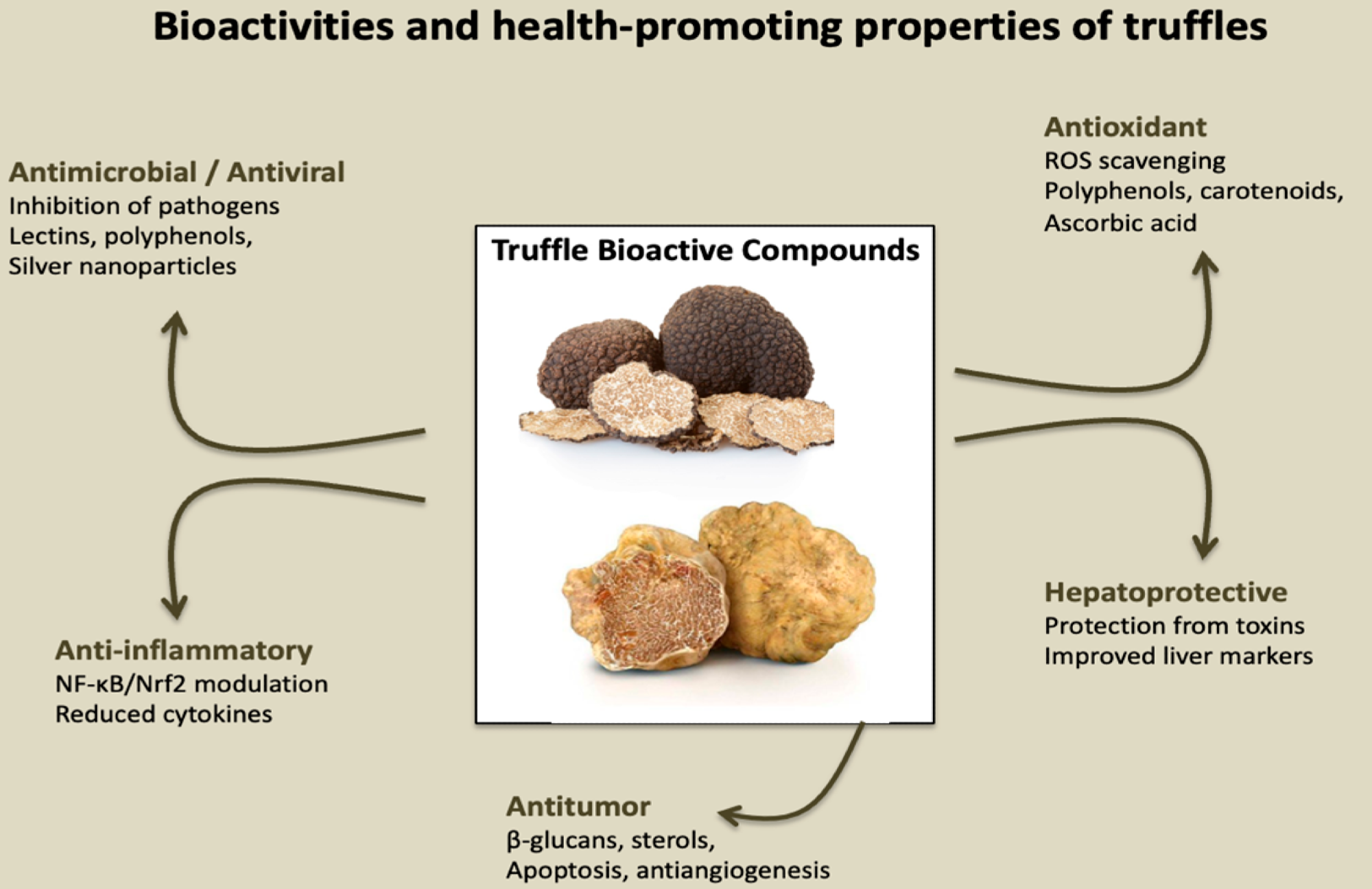 Bioactivities and health-promoting properties of truffles. Schematic representation of the main biological activities attributed to truffles and their bioactive compounds. Truffle-derived molecules, including polysaccharides, polyphenols, sterols, carotenoids, and terpenoids, exert multiple health-promoting effects. These properties include antimicrobial/antiviral activity, antioxidant and anti-inflammatory effects, hepatoprotective functions, and antitumor potential. Such pleiotropic effects highlight the relevance of truffles not only as culinary delicacies but also as promising sources of nutraceutical and therapeutic agents.