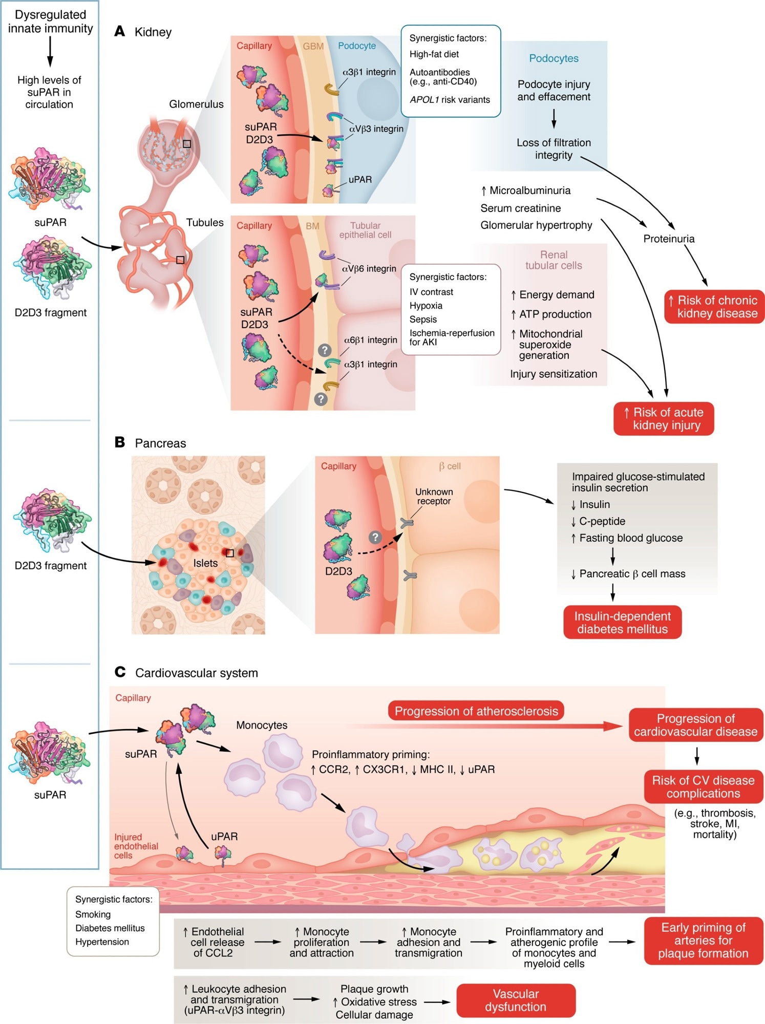 uPAR and its associated proteins induce multiorgan injury. Dysregulation of innate immunity caused by various physiological challenges, such as diabetes, hypertension, viral and bacterial infections, or smoking, leads to elevated suPAR levels and/or production of the D2D3 protein. Models illustrate the mechanisms through which these proteins cause injury to the kidney (A), pancreas (B), and cardiovascular system (C).