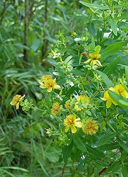 A specially manufactured extract from the herb St John