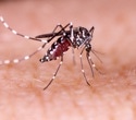 Global climate warming fuels rising dengue burden across Asia and the Americas
