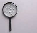 Study uncovers key protein complex controlling sperm motility and male fertility