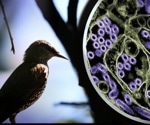 Advanced diagnostic kit developed for detecting highly pathogenic H5N1 avian influenza virus
