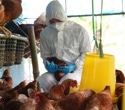 Pasteurized milk contains H5N1 proteins without posing health risks
