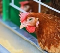 Pasteurized milk contains H5N1 proteins without posing health risks