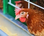 Culling wild birds won't help battle agianst H5N1 avian influenza strain