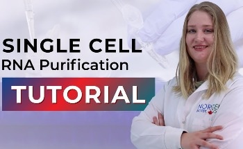 How to Perform Single Cell RNA Purification